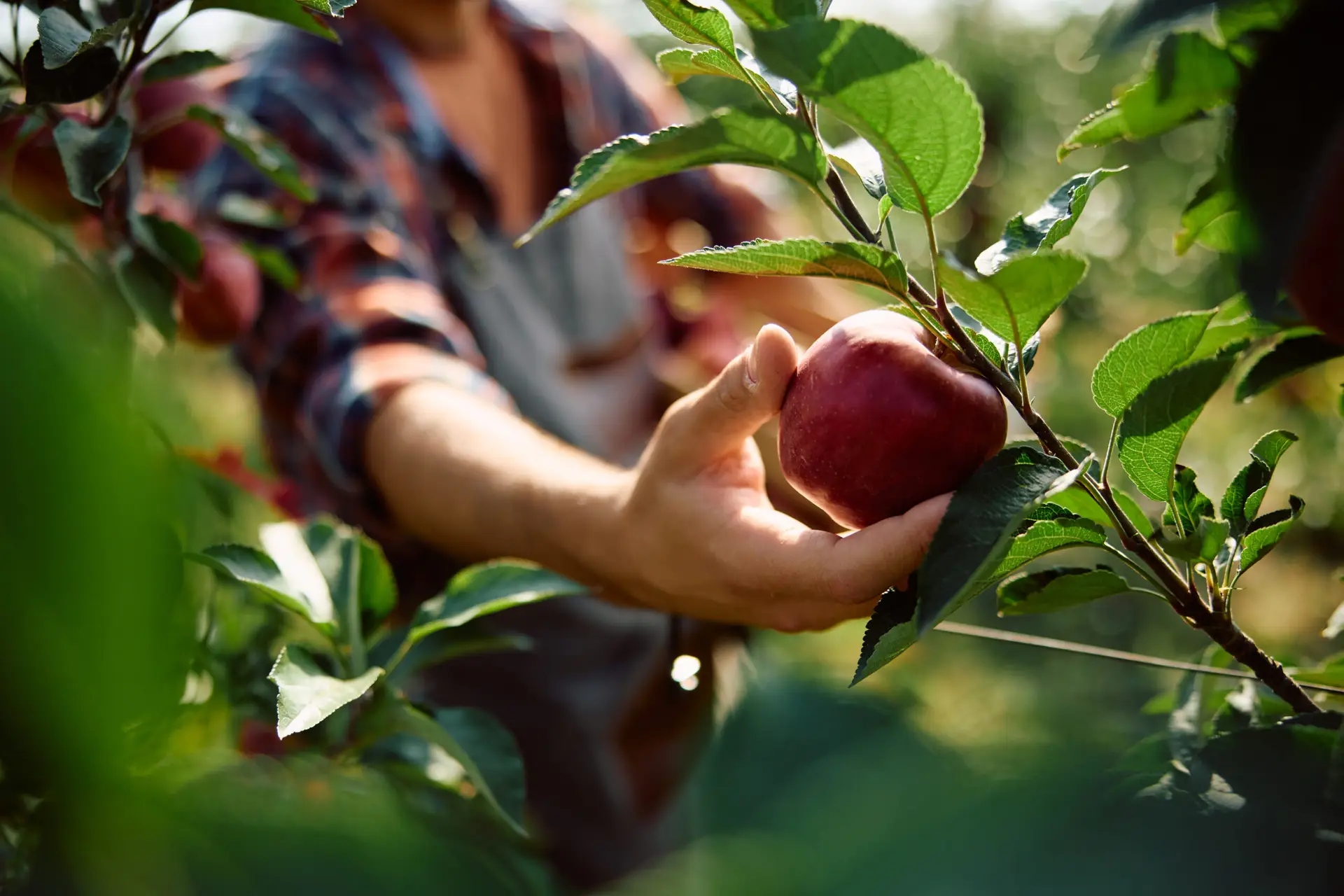 Close up of man picking apples during autumn harvest in orchard.
